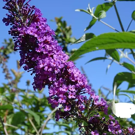 Schoenauer ハウス・イム・エンスタール