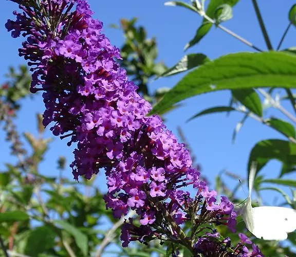 Schoenauer Haus im Ennstal